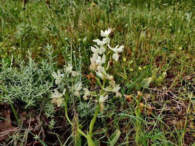 Orchis provincialis, photographed by Davide Puddu