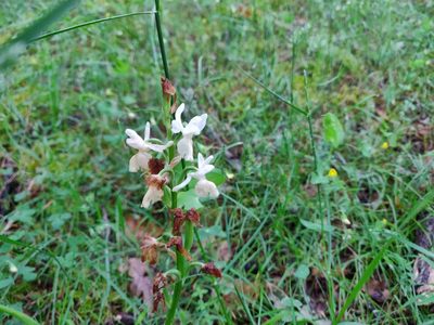 Orchis provincialis, photographed by Davide Puddu