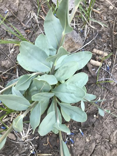 Mertensia macdougalii, photographed by brettaugust