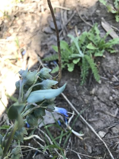 Mertensia macdougalii, photographed by brettaugust