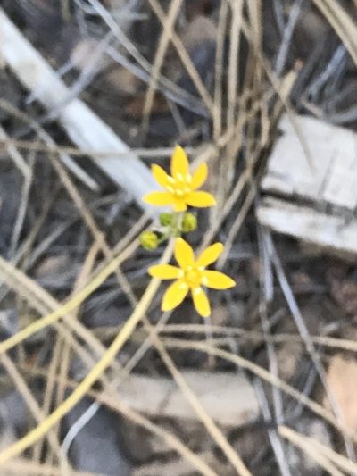 Triteleia lemmoniae, photographed by brettaugust
