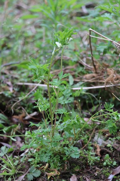 Corydalis capnoides, photographed by Nina Filippova