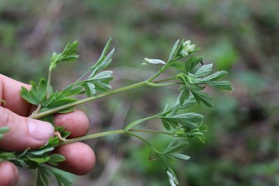 Corydalis capnoides, photographed by Nina Filippova