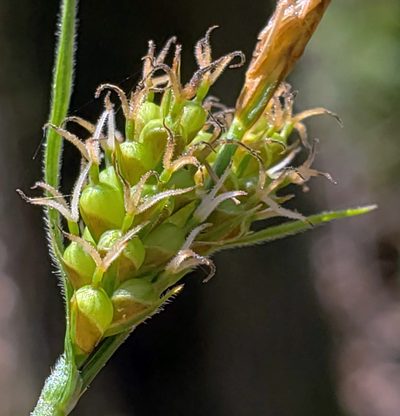 Carex torreyi, photographed by aarongunnar
