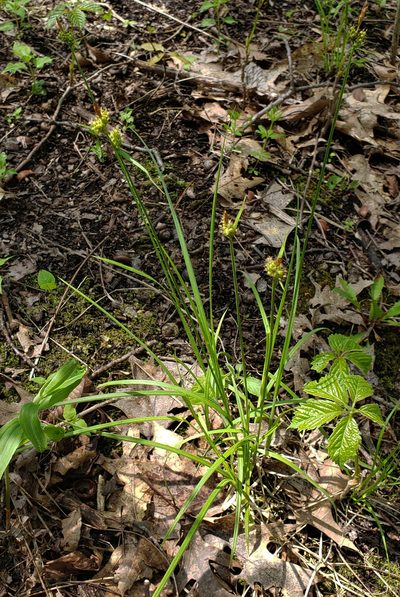 Carex torreyi, photographed by aarongunnar