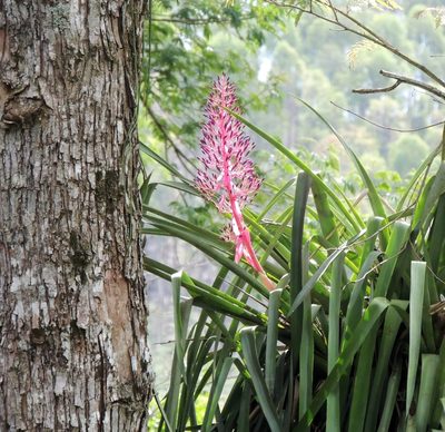 Portea petropolitana, photographed by Conrado Pável de Oliveira