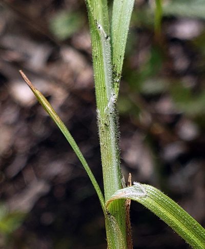 Carex torreyi, photographed by aarongunnar