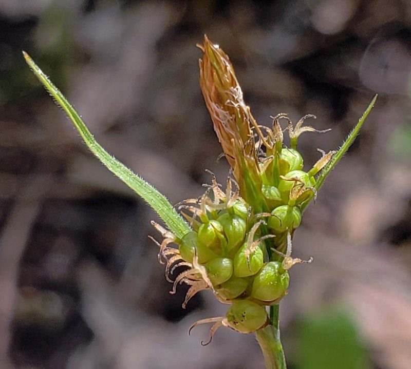 Carex torreyi, photographed by aarongunnar