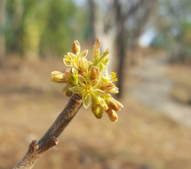 Bursera ariensis, photographed by Eugenio Padilla