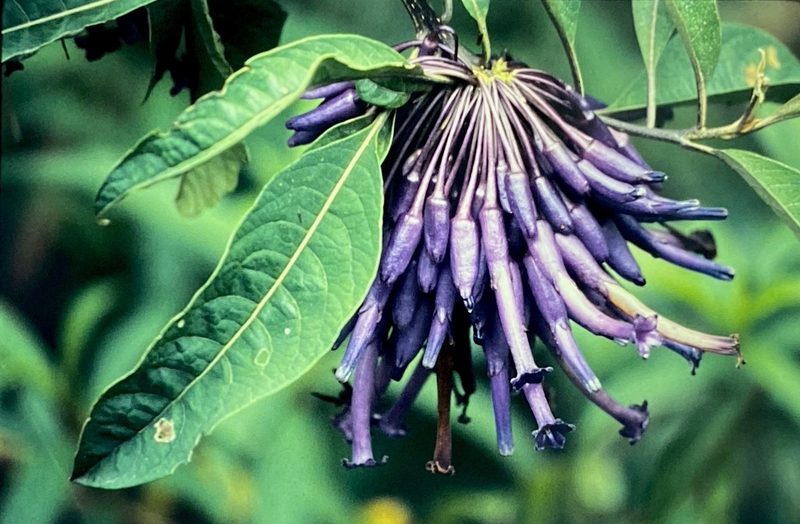 Iochroma calycinum, photographed by desertnaturalist
