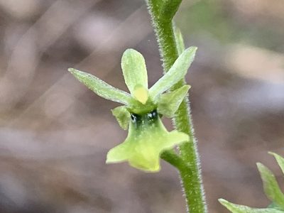 Neottia banksiana, photographed by davidbroadland