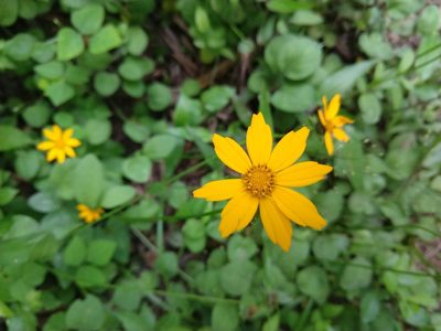 Coreopsis auriculata, photographed by Jamie Carter
