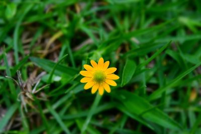 Melampodium montanum, photographed by Neptalí Ramírez Marcial