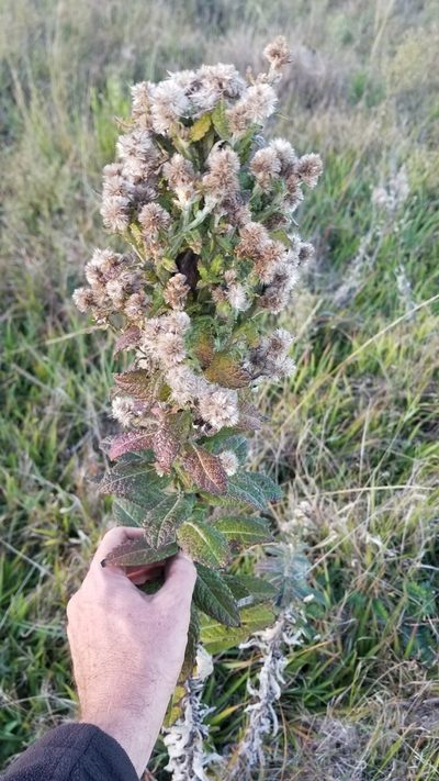Pterocaulon balansae, photographed by Roderick Cameron
