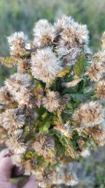 Pterocaulon balansae, photographed by Roderick Cameron