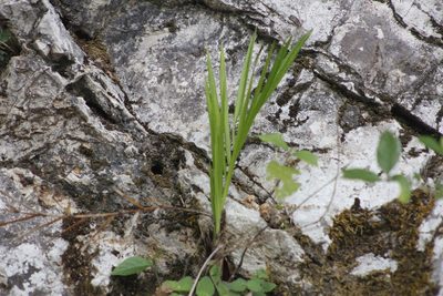 Chamaedorea radicalis, photographed by Juan Cruzado Cortés