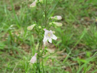 Penstemon laevigatus, photographed by jfox16