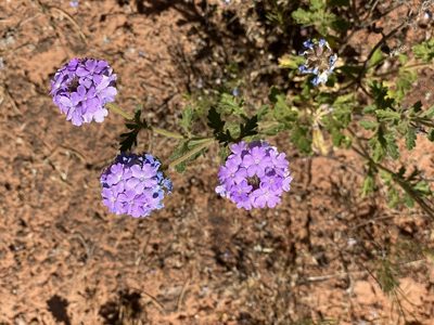 Verbena gooddingii, photographed by dennismudd