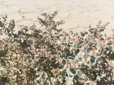 Atriplex parryi, photographed by Steve Matson