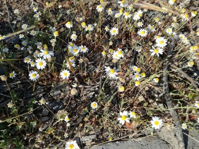 Anthemis arvensis, photographed by Davide Puddu
