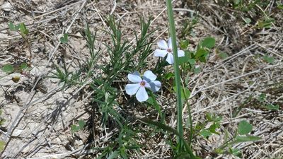 Phlox andicola, photographed by Brian Dickerson