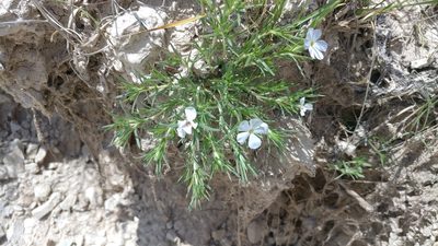 Phlox andicola, photographed by Brian Dickerson