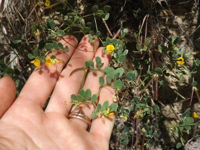 Acmispon maritimus, photographed by Amy