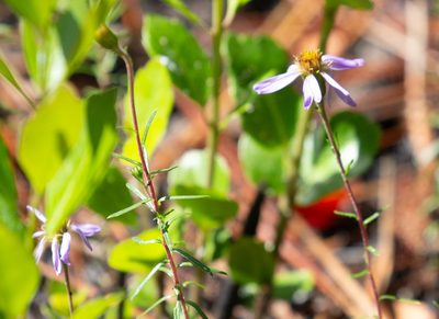 Ionactis repens, photographed by Jessica