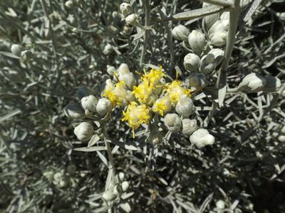 Tetradymia comosa, photographed by Amy