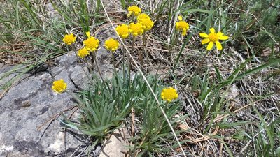Tetraneuris acaulis, photographed by Brian Dickerson