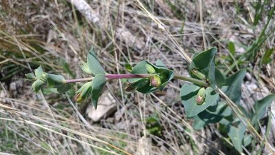 Penstemon bradburyi, photographed by Brian Dickerson