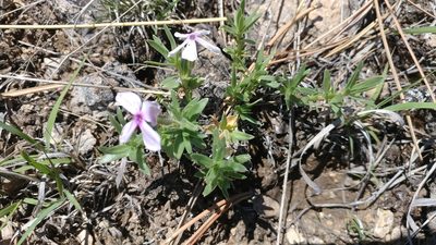 Phlox alyssifolia, photographed by Brian Dickerson
