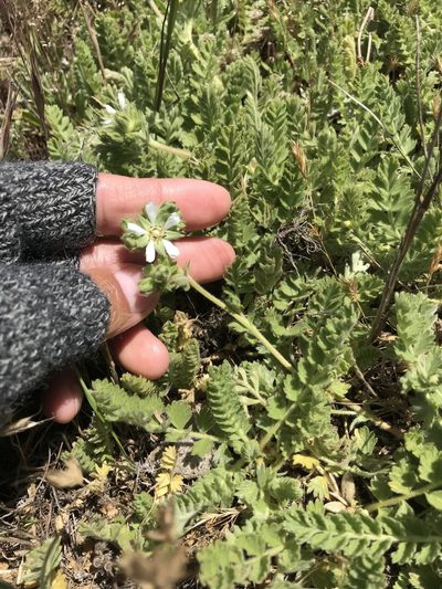 Potentilla marinensis, photographed by Marcus Tamura