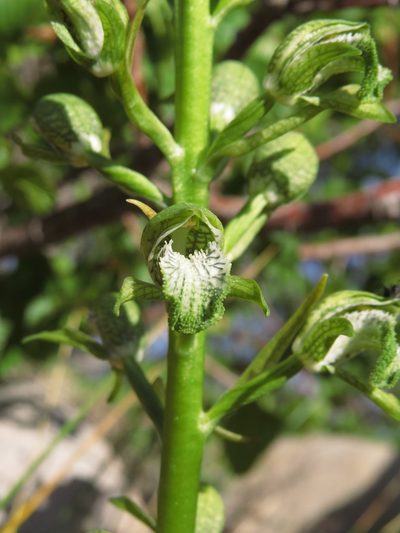 Chloraea cylindrostachya, photographed by Nicolás Lavandero
