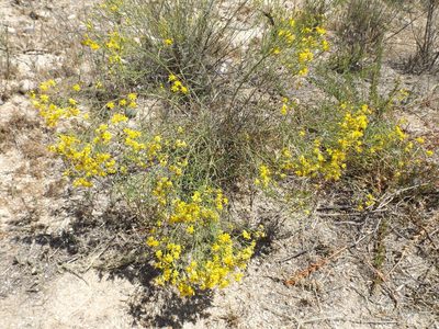 Gutierrezia californica, photographed by Amy