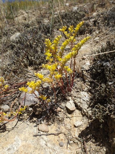 Dudleya multicaulis, photographed by Amy