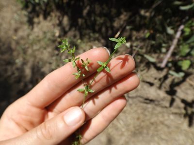 Galium nuttallii, photographed by Amy