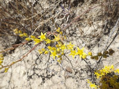 Dudleya multicaulis, photographed by Amy