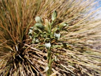 Chloraea cylindrostachya, photographed by Nicolás Lavandero