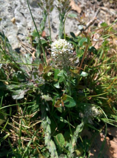 Lepidium hirtum, photographed by Julien Renoult