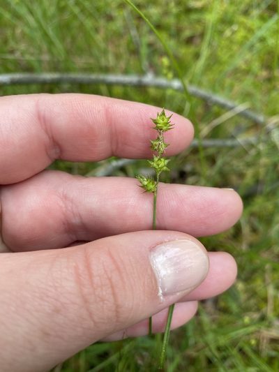 Carex atlantica, photographed by Bonnie Semmling