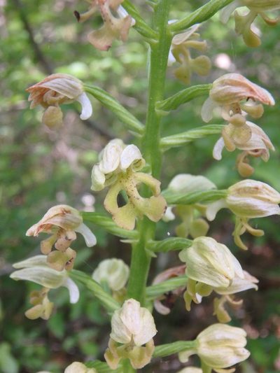 Orchis punctulata, photographed by Сергей Крыленко