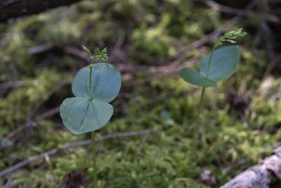 Neottia banksiana, photographed by davidbroadland