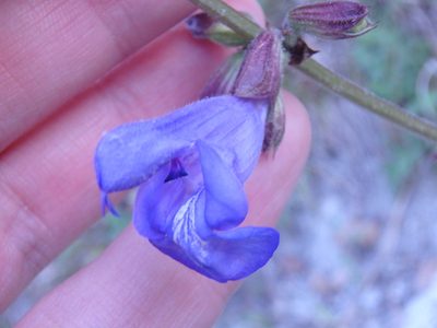 Salvia ringens, photographed by Сергей Крыленко