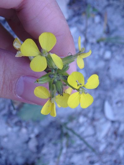 Erysimum cuspidatum, photographed by Сергей Крыленко