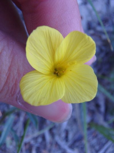 Linum tauricum, photographed by Сергей Крыленко