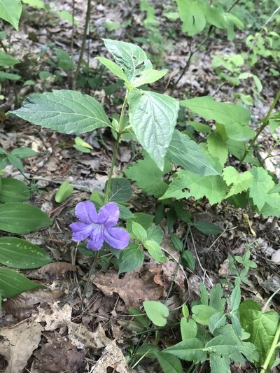 Ruellia purshiana, photographed by Evelyn Davis
