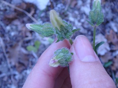 Campanula komarovii, photographed by Сергей Крыленко