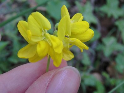 Coronilla coronata, photographed by Сергей Крыленко