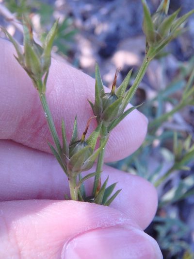 Linum tauricum, photographed by Сергей Крыленко